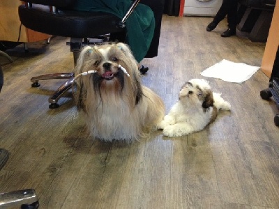 du Puits d'Eloquengo - Getro et Chanel.....chez le coiffeur !!!!!