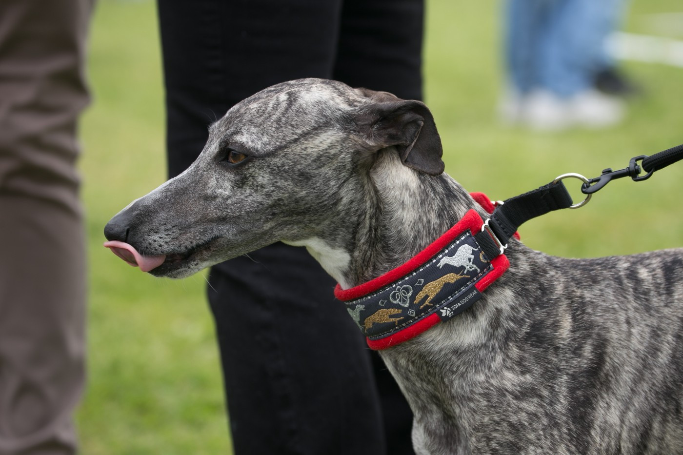 Chiots whippets LOF à naitre fin avril