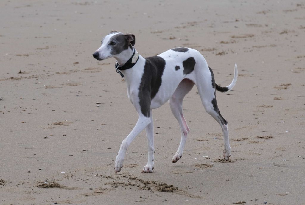 Futurs chiots whippets au Puits