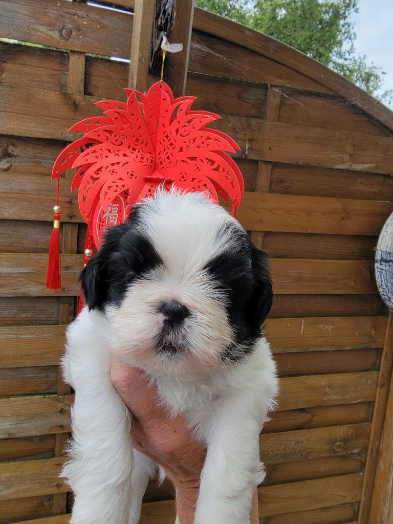 Chiots Shih Tzu de Pâques