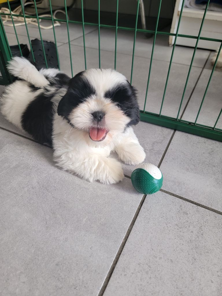 chiot male shih tzu de 2 mois