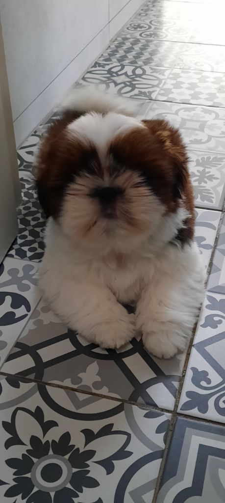 chiots shih tzu 2023