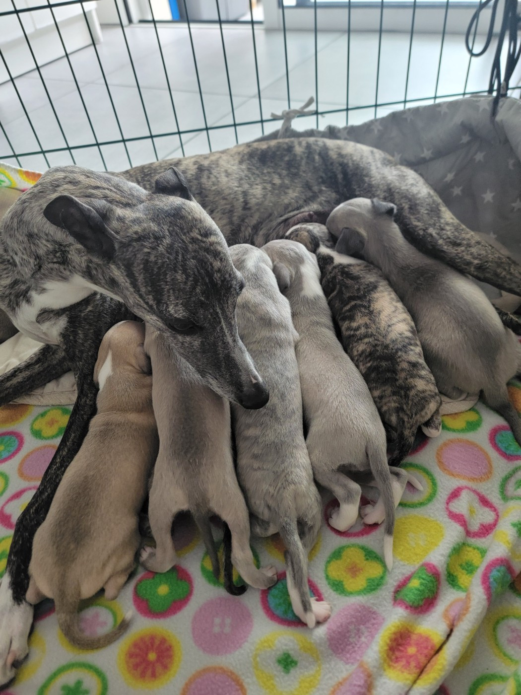 Chiot Whippet du Puits d'Eloquengo