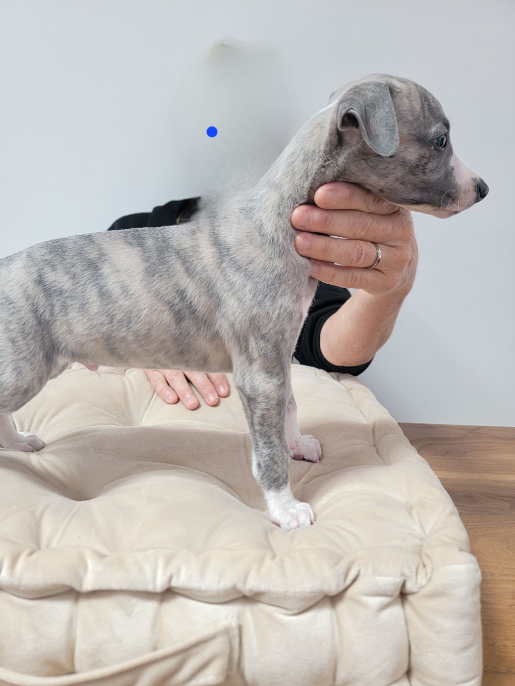 du Puits d'Eloquengo - Chiots disponibles - Whippet