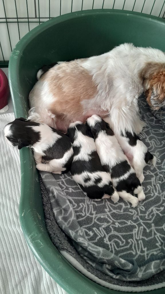 Chiot Shih Tzu du Puits d'Eloquengo