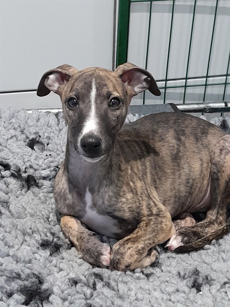 du Puits d'Eloquengo - Chiots disponibles - Whippet