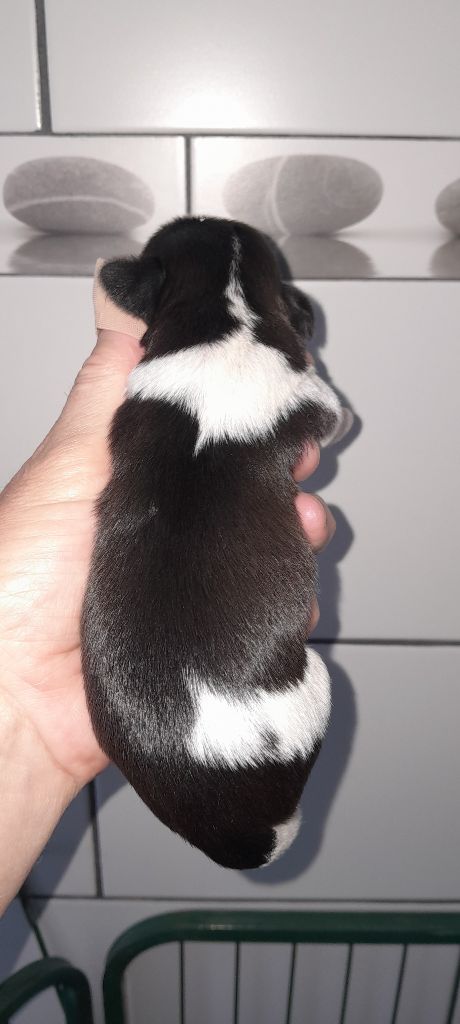 du Puits d'Eloquengo - Chiots disponibles - Shih Tzu