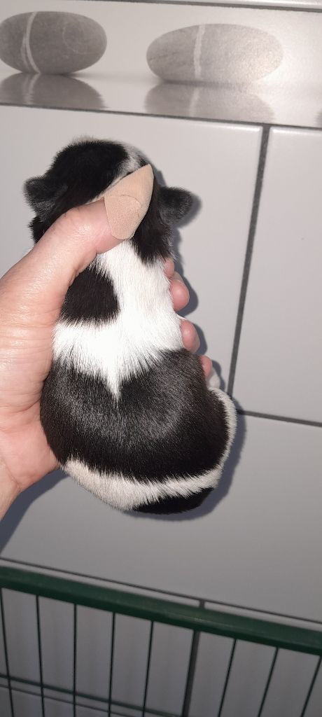 du Puits d'Eloquengo - Chiots disponibles - Shih Tzu