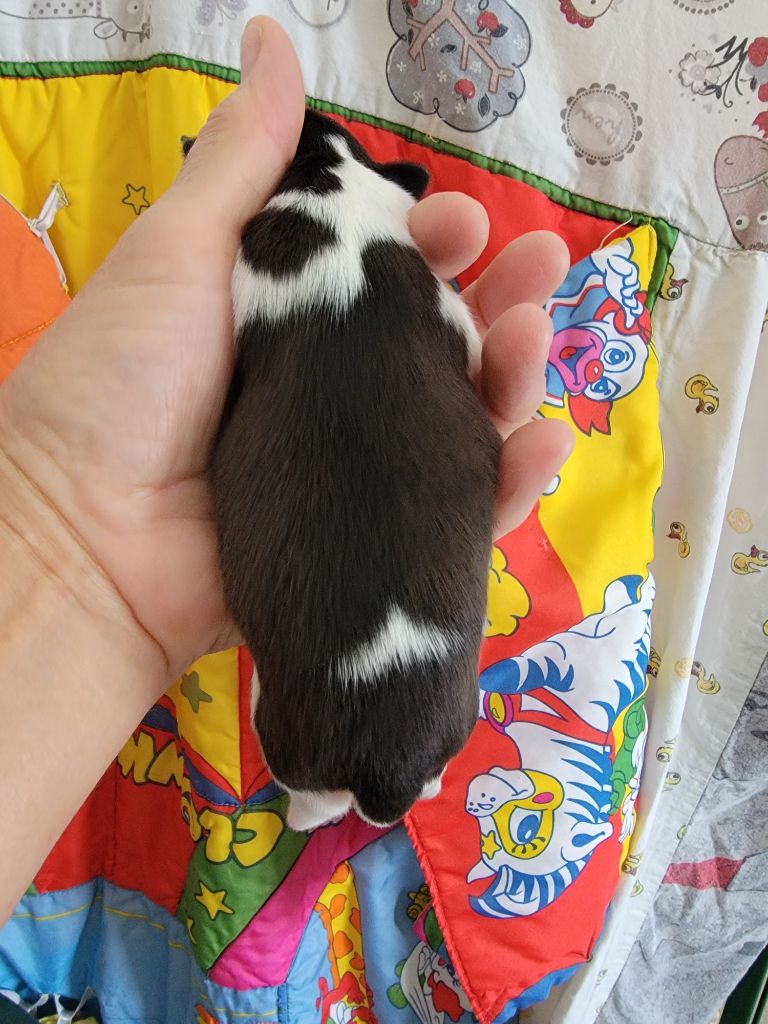 du Puits d'Eloquengo - Chiots disponibles - Shih Tzu