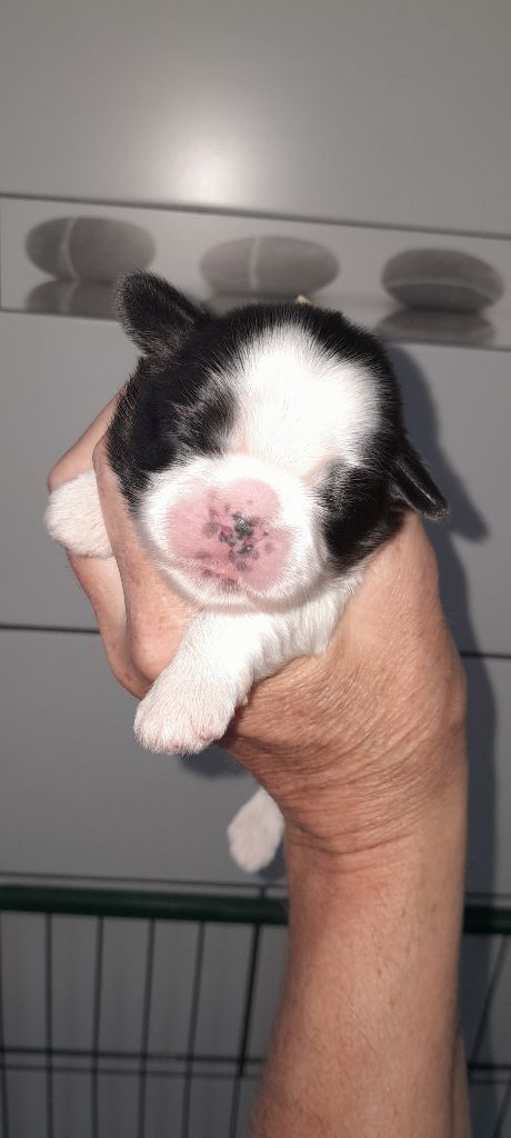 du Puits d'Eloquengo - Chiots disponibles - Shih Tzu