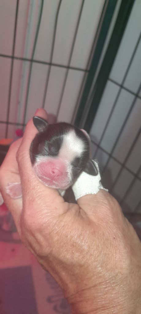 du Puits d'Eloquengo - Chiots disponibles - Shih Tzu