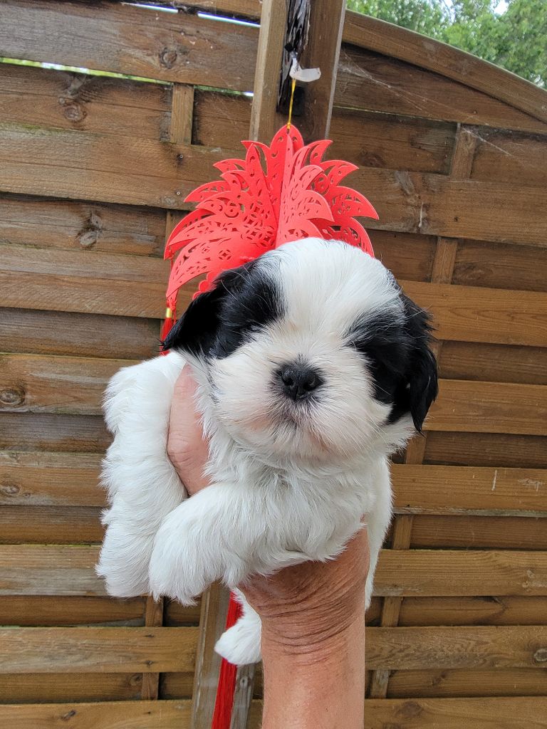 du Puits d'Eloquengo - Chiots disponibles - Shih Tzu