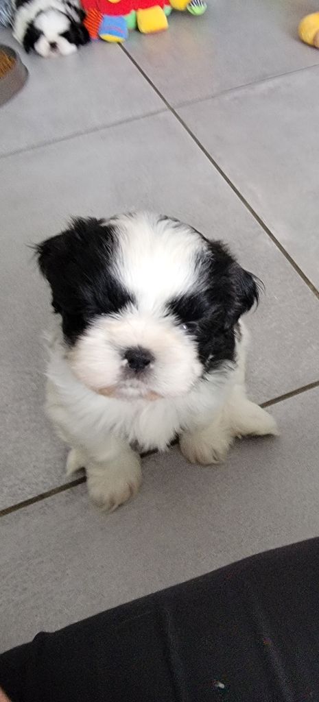 du Puits d'Eloquengo - Chiots disponibles - Shih Tzu