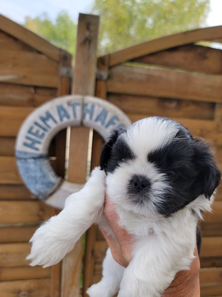 du Puits d'Eloquengo - Chiots disponibles - Shih Tzu