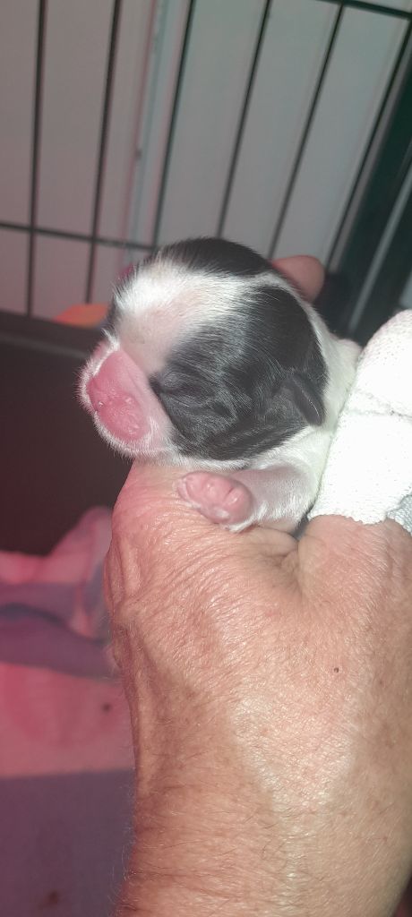du Puits d'Eloquengo - Chiots disponibles - Shih Tzu