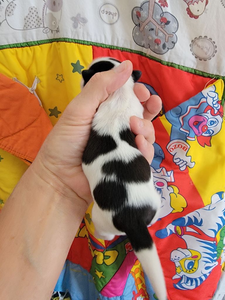 du Puits d'Eloquengo - Chiots disponibles - Shih Tzu