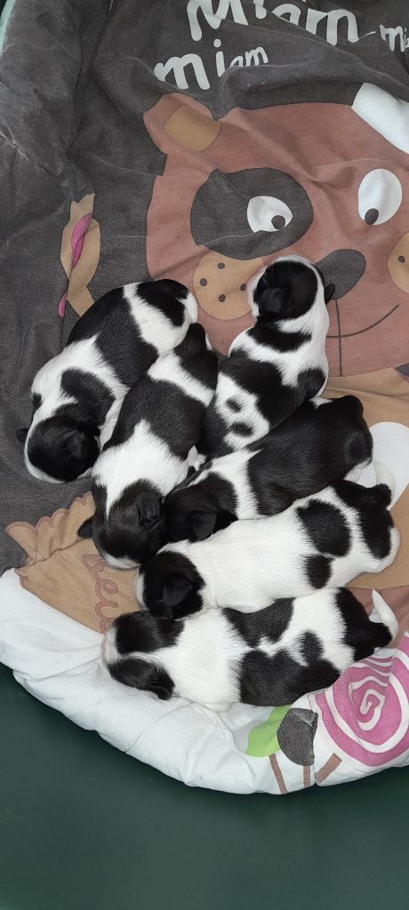 Chiot Shih Tzu du Puits d'Eloquengo