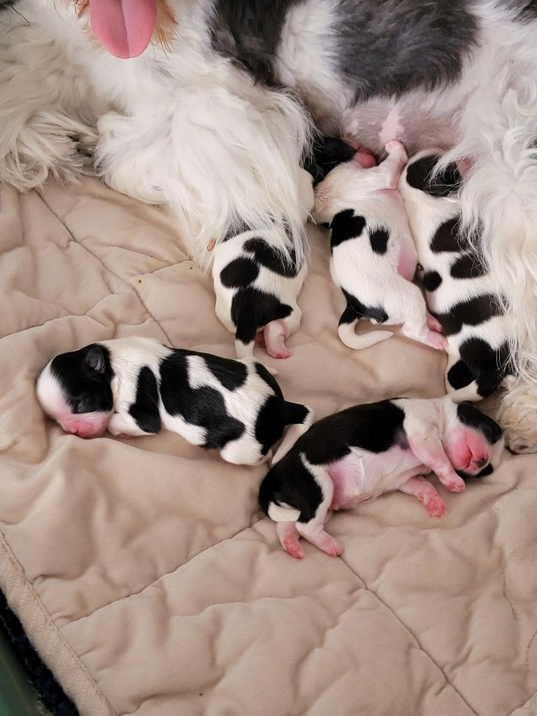 Chiot Shih Tzu du Puits d'Eloquengo